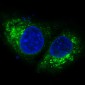 Anti-Bak BAK1 Rabbit Monoclonal Antibody